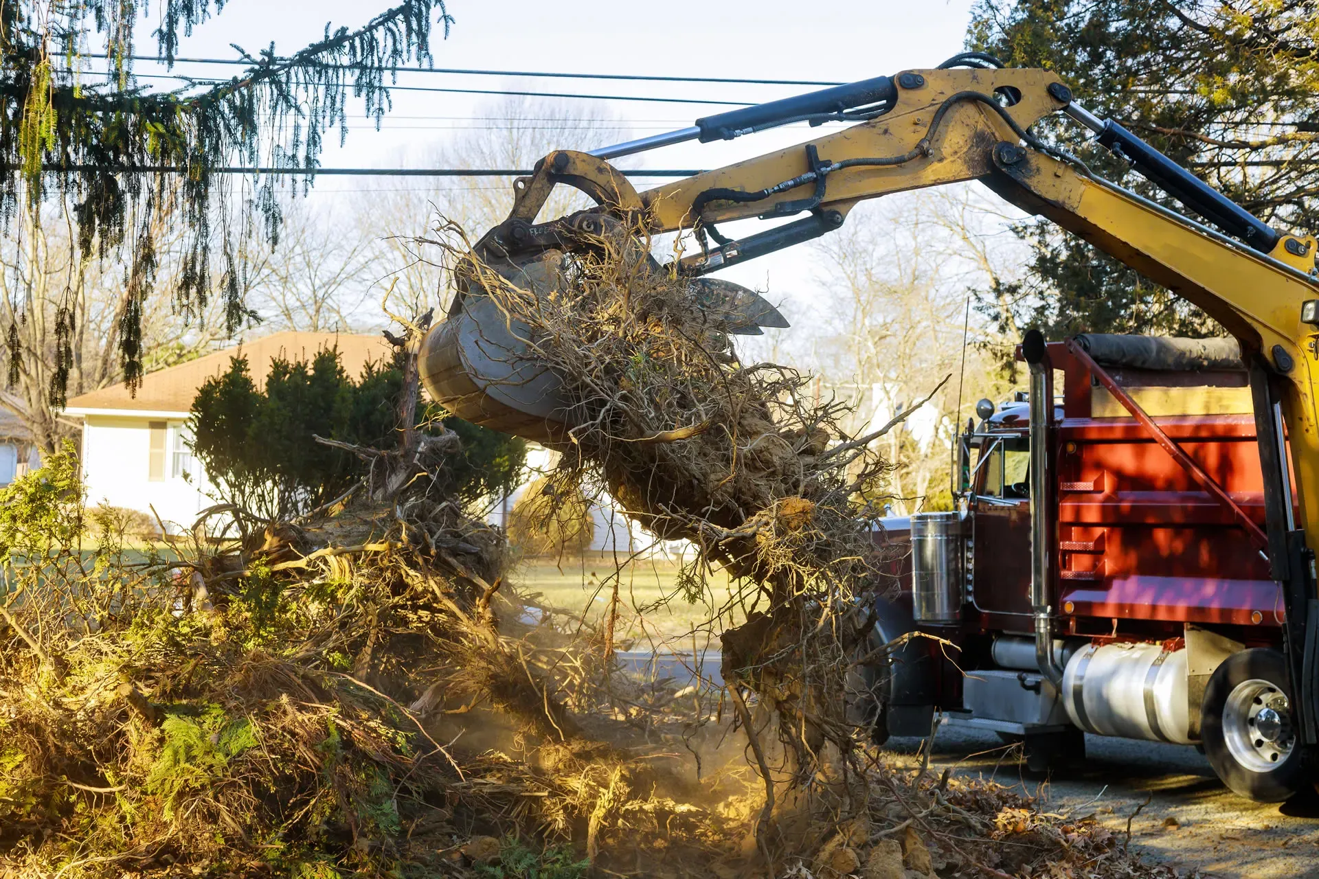Why Emergency Tree Removal is Necessary